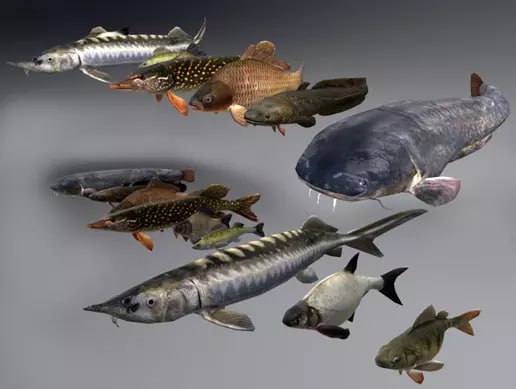 Fish animation📱 - изображение 2